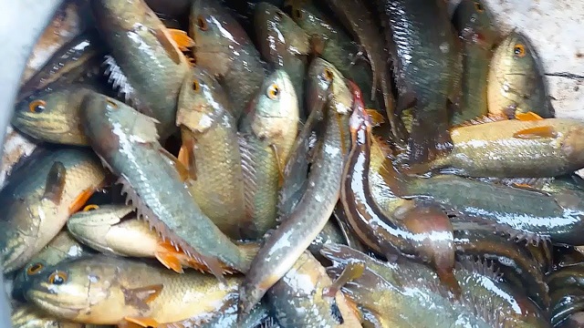 fish+mbd