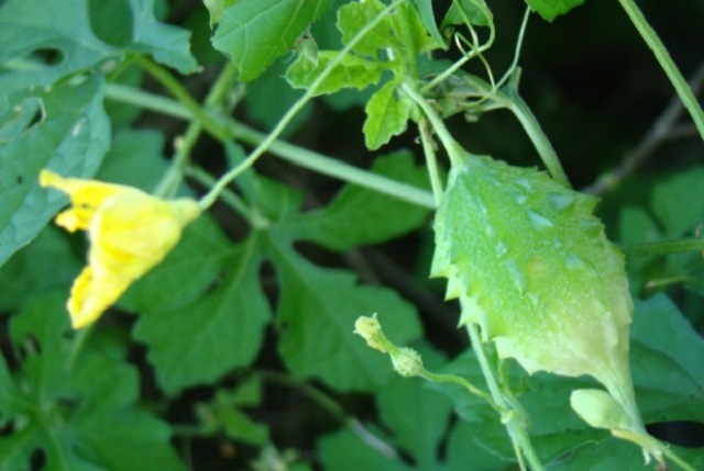 uchheya+produce+mbd-7