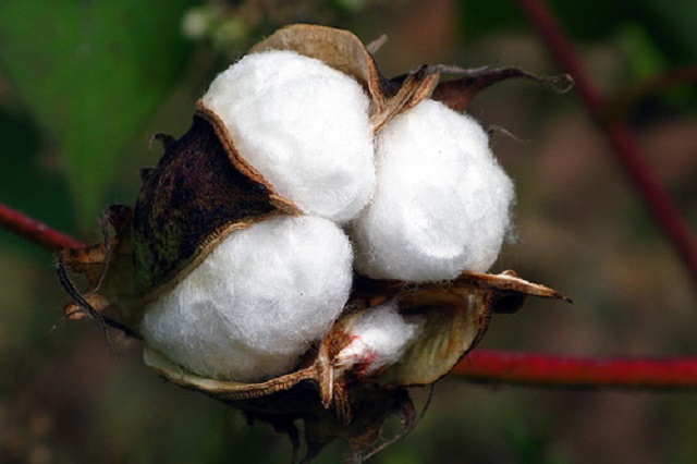 Cotton+mbd-3