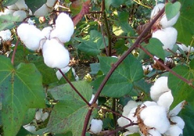 Cotton+mbd