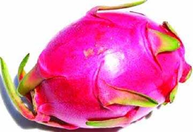 dragon+fruite+Nilphamari+mbd-4