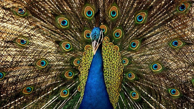 pickok+Gazipur+mbd-2