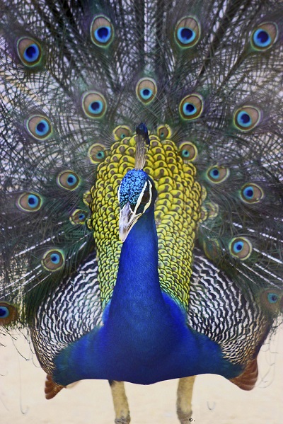 pickok+Gazipur+mbd-4