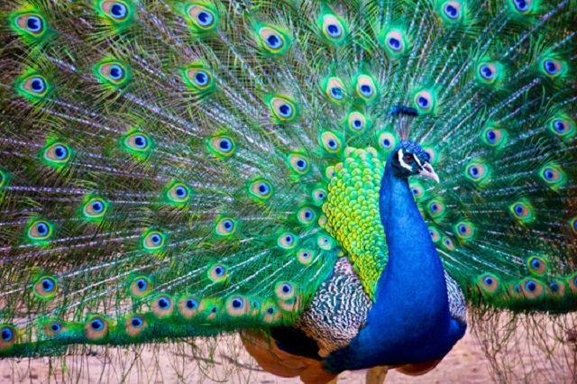 pickok+Gazipur+mbd-5