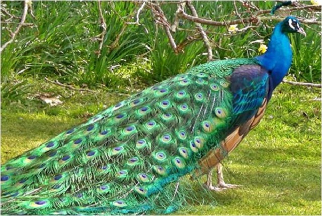 pickok+Gazipur+mbd-6