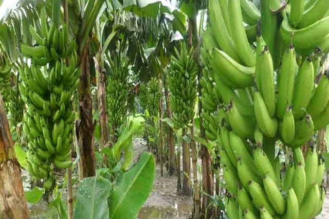 Banana+Panchagarh+mbd-2