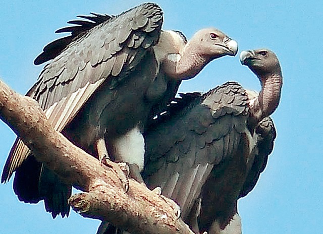 Vultures+Habiganj+mbd-2