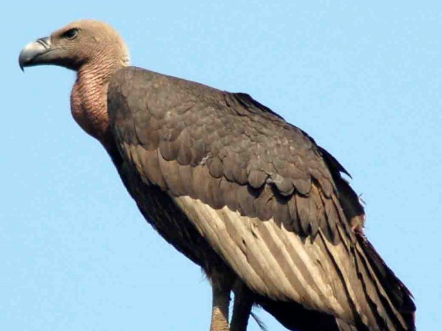 Vultures+Habiganj+mbd-3