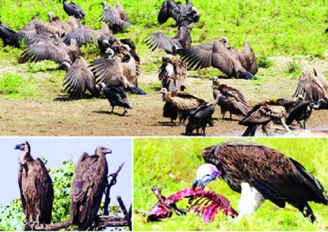 Vultures+Habiganj+mbd-5