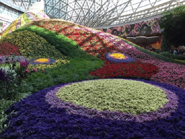 flower+city+kunming+mbd-2