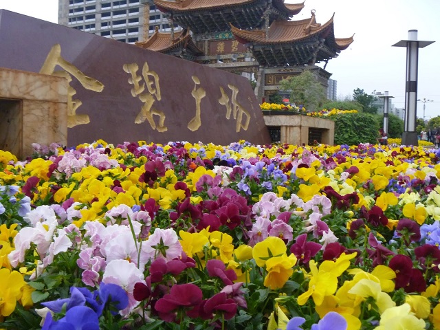flower+city+kunming+mbd-5
