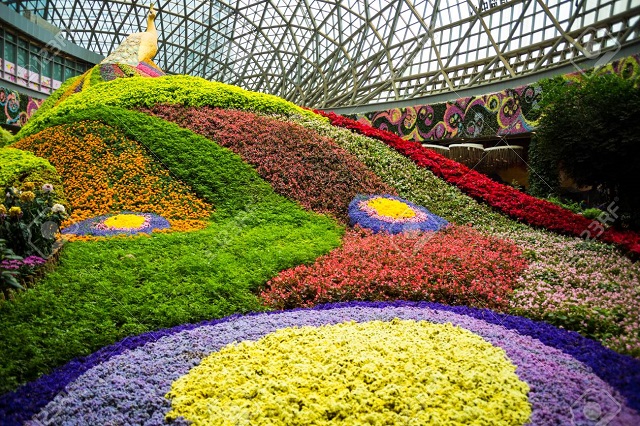 flower+city+kunming+mbd