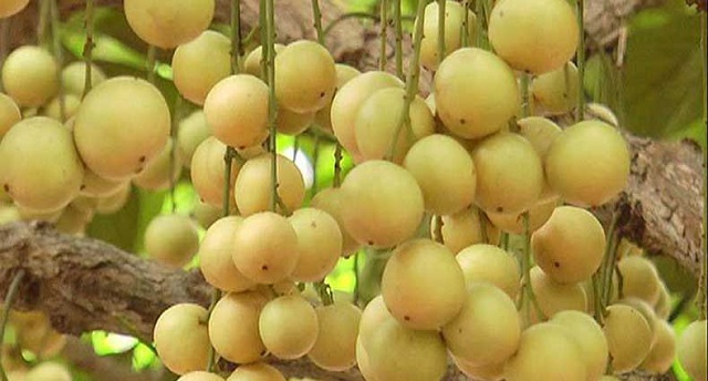 kurigram+lotkon+mbd-3