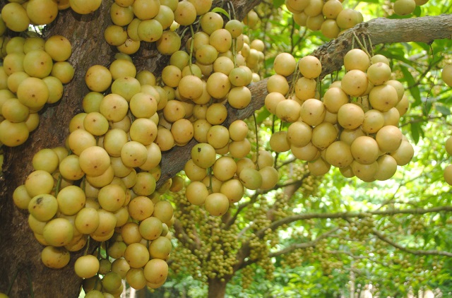 kurigram+lotkon+mbd-4