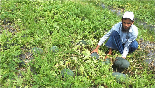 badu+habiganj+frute+mbd-3