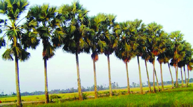 pumtree+economics+mbd-3