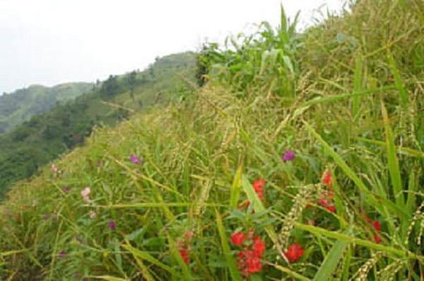 Bandarban+Joom+khet+mbd