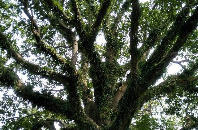 dc+banglo+rangamati+mbd-3