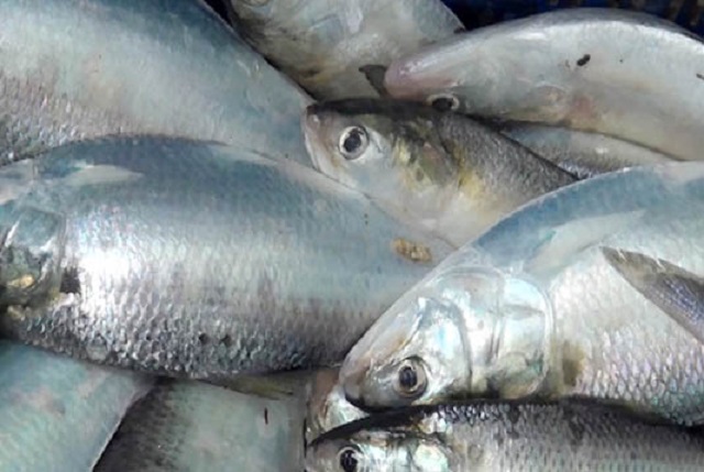 elish+jhalokathi+mbd