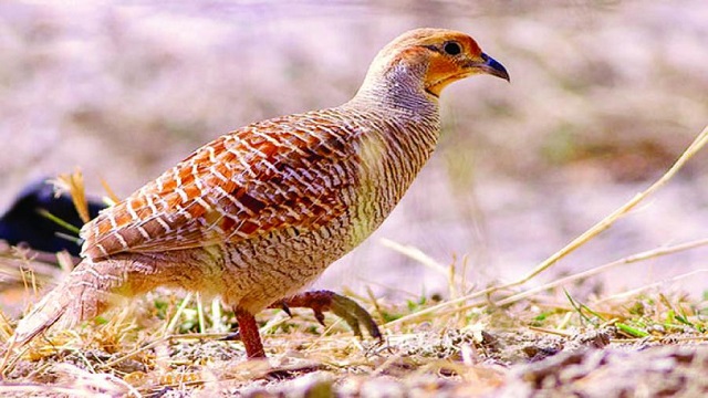 Grey+Francolin+mbd-2