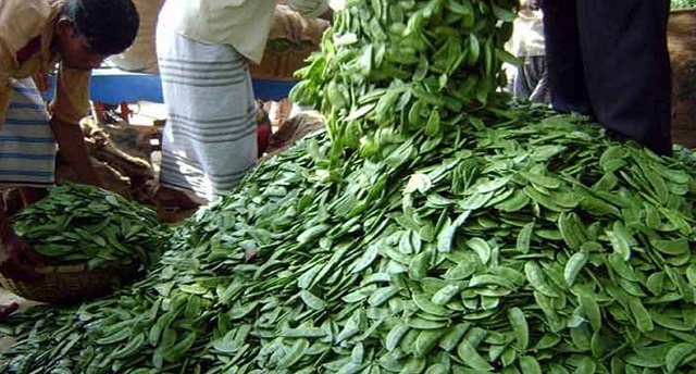 shim+chash+lalmonirhat+mbd-2