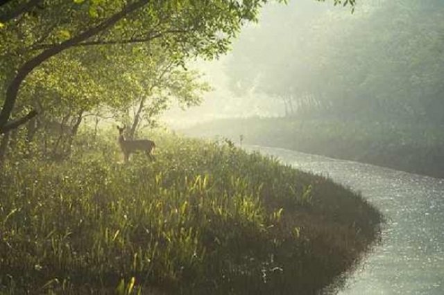 deer+mbd-3