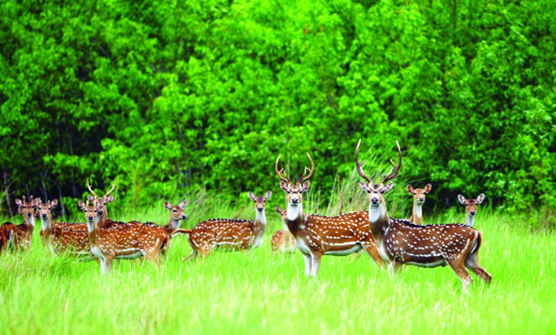 deer+mbd