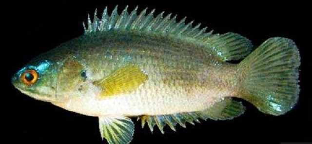 fish+mbd-4