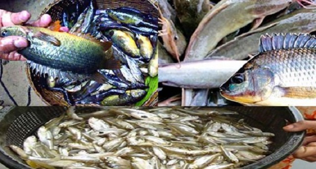 fish+mbd