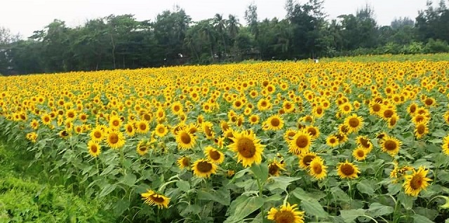 sunflower+mbd-2