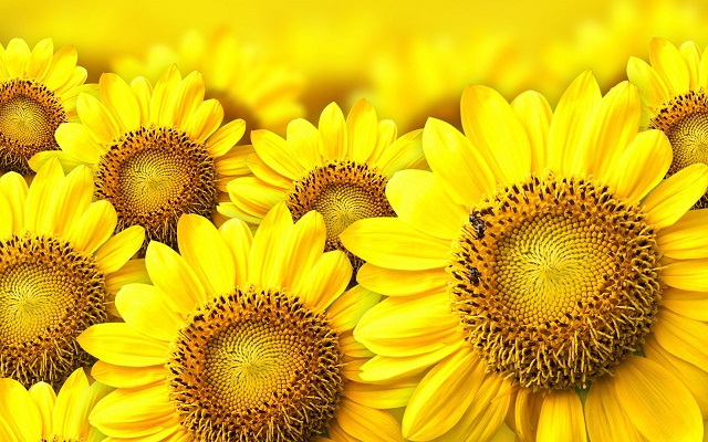 sunflower+mbd-5
