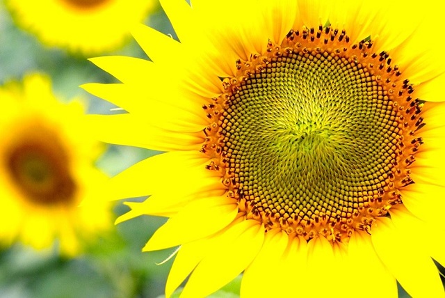 sunflower+mbd-6