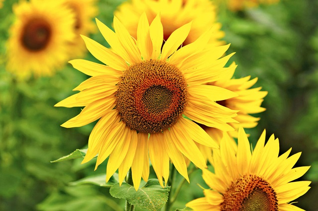 sunflower+mbd-7