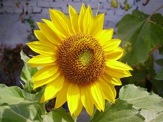 sunflower+mbd