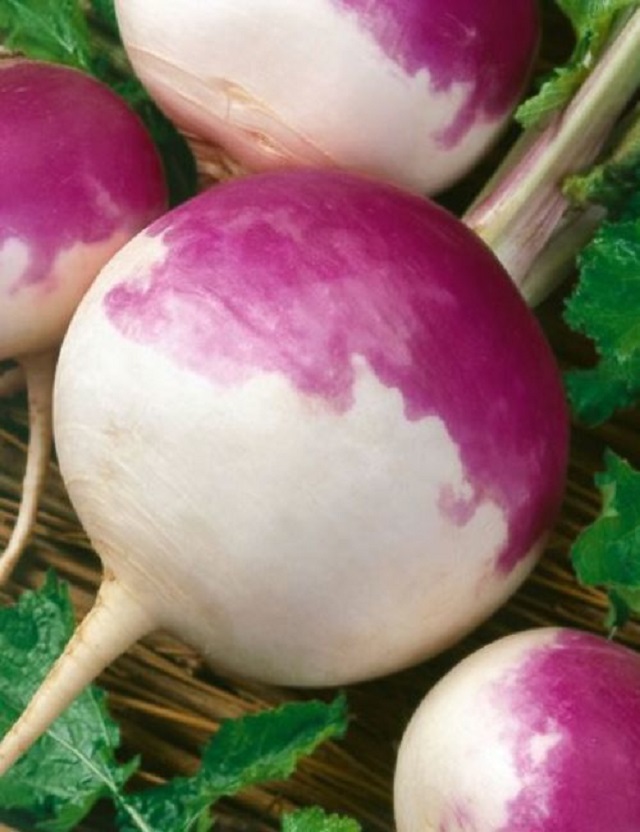 turnip+mbd-4