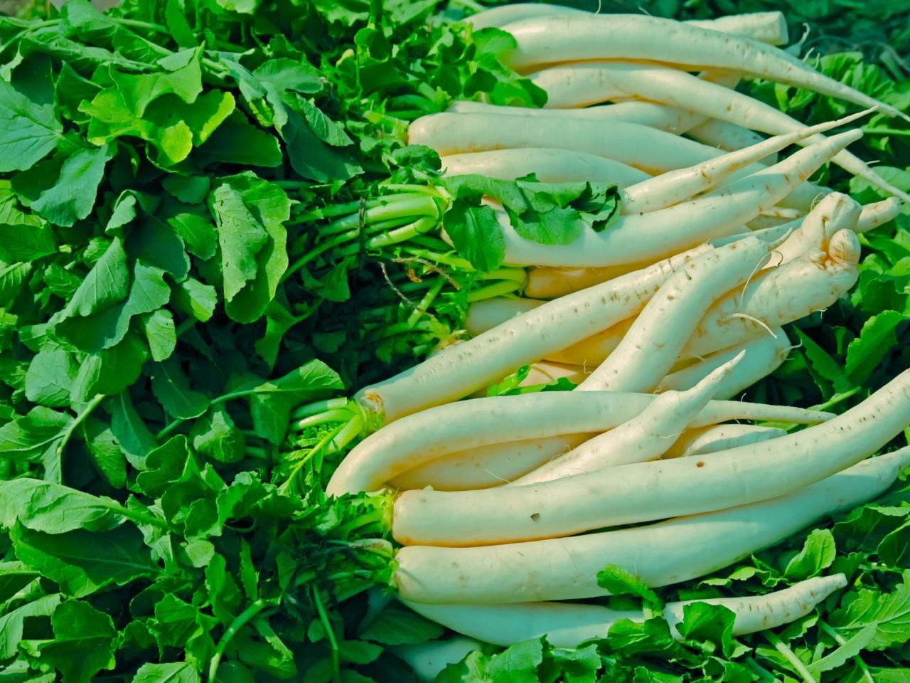 winter+vegetable+mbd-4