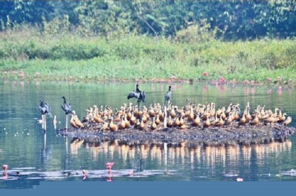 BirdMigratory+mbd-3