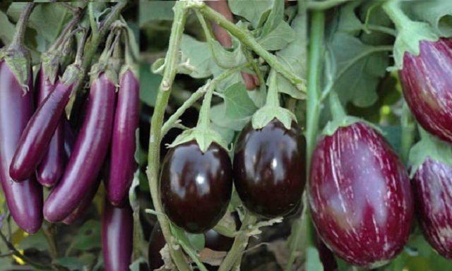 Brinjal+mbd-6