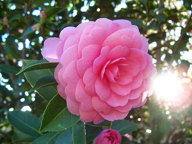 Camellia+mbd-3