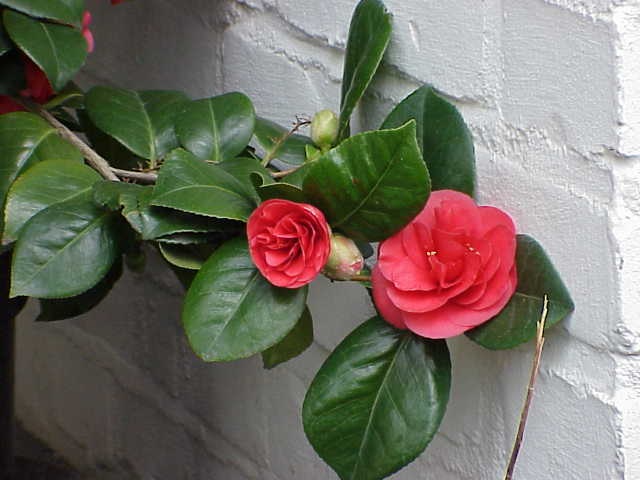 Camellia+mbd