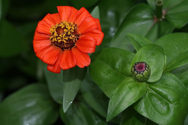 Zinnia+mbd