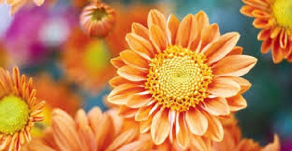 chandra+mollika+mbd-11