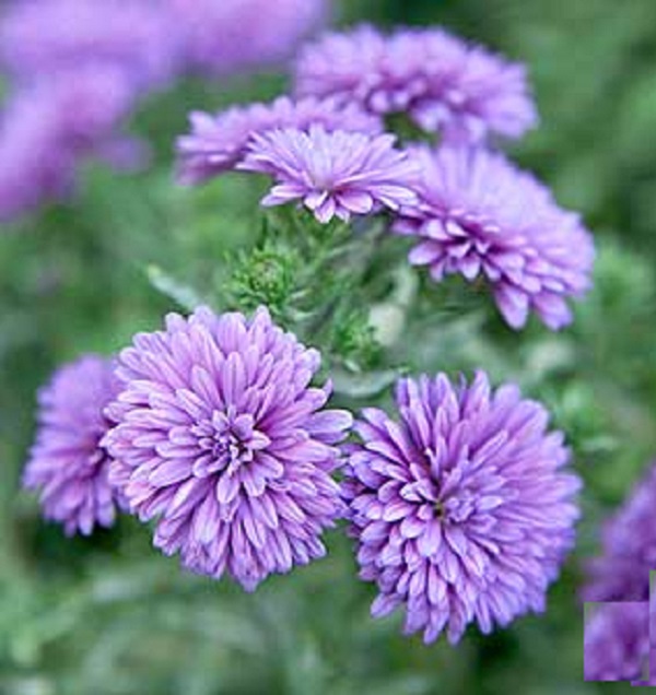 chandra+mollika+mbd-3