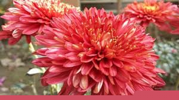 chandra+mollika+mbd-5