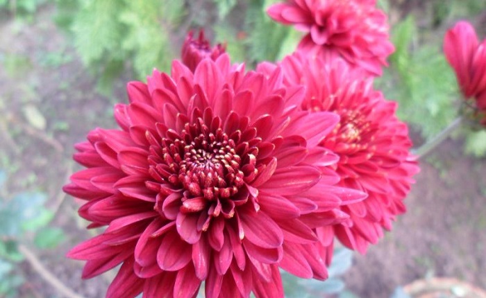 chandra+mollika+mbd-8