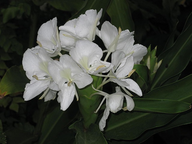 dolonchanapa+mbd-2