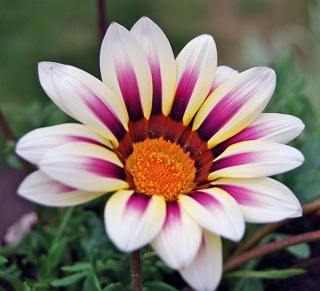 gazania+flower+mbd-ok-2