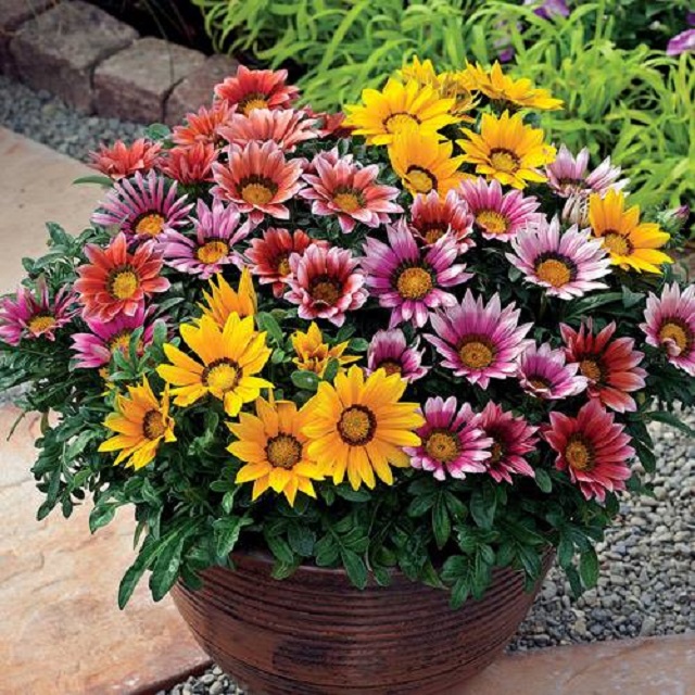 gazania+flower+mbd-ok-3