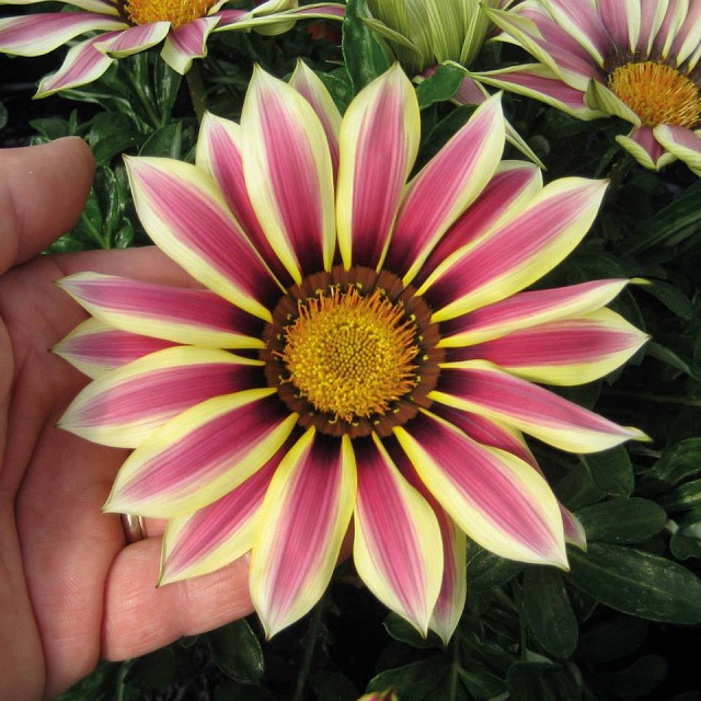 gazania+flower+mbd-ok-4