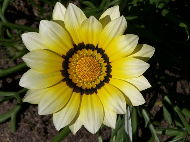 gazania+flower+mbd-ok-5